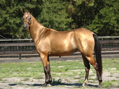 akhal-teke-2.jpg